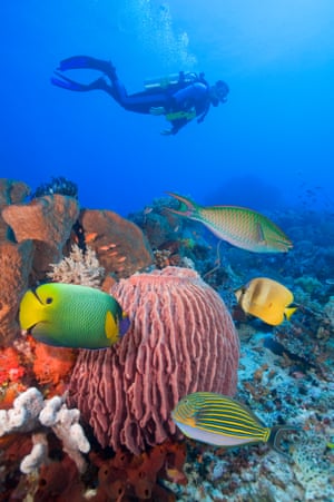 A scuba diver swimming over tropical coral reef in Komodo national park in Indonesia.