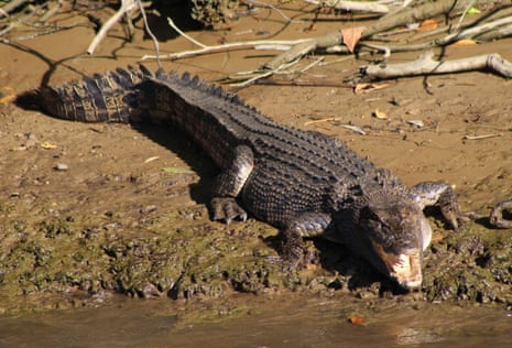 A large saltwater crocodile