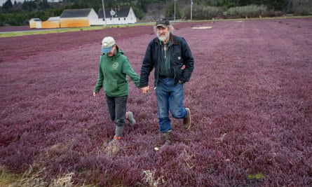 A man and a woman hold hands as they walk through a field of purple plants