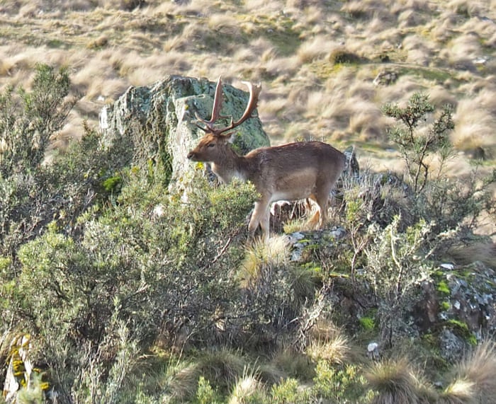 A feral deer in Tasmania.