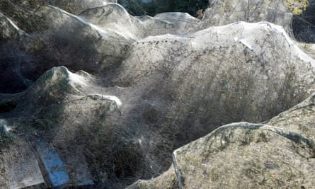 Giant spiders' web covers Greek beach, Greece
