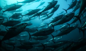Tuna fish off the coast of Turkey.