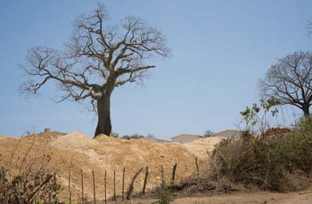 Uma árvore solitária é vista do outro lado de uma cerca, em uma área de solo arenoso e descoberto