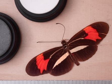 A butterfly with black, red and white wings next to two colour pots – one black and one white – with a measurement guide along the bottom of the image