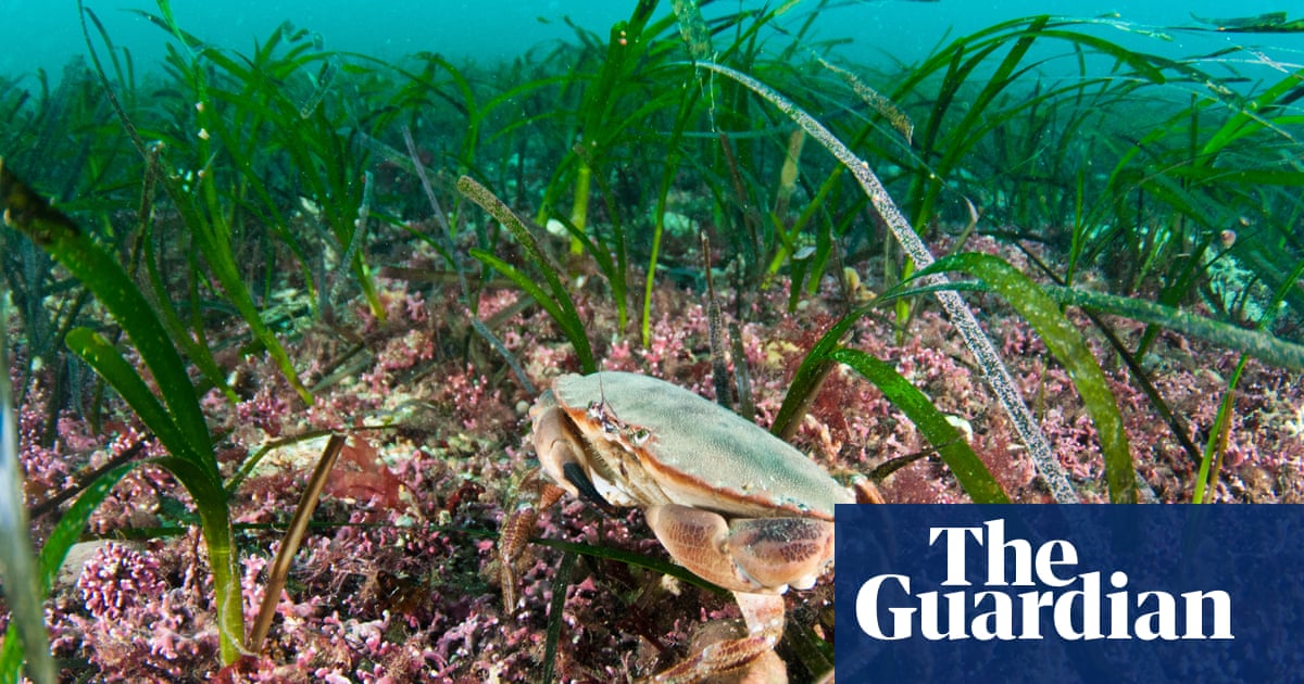 UK's lost sea meadows to be resurrected in climate fight | Environment | The Guardian