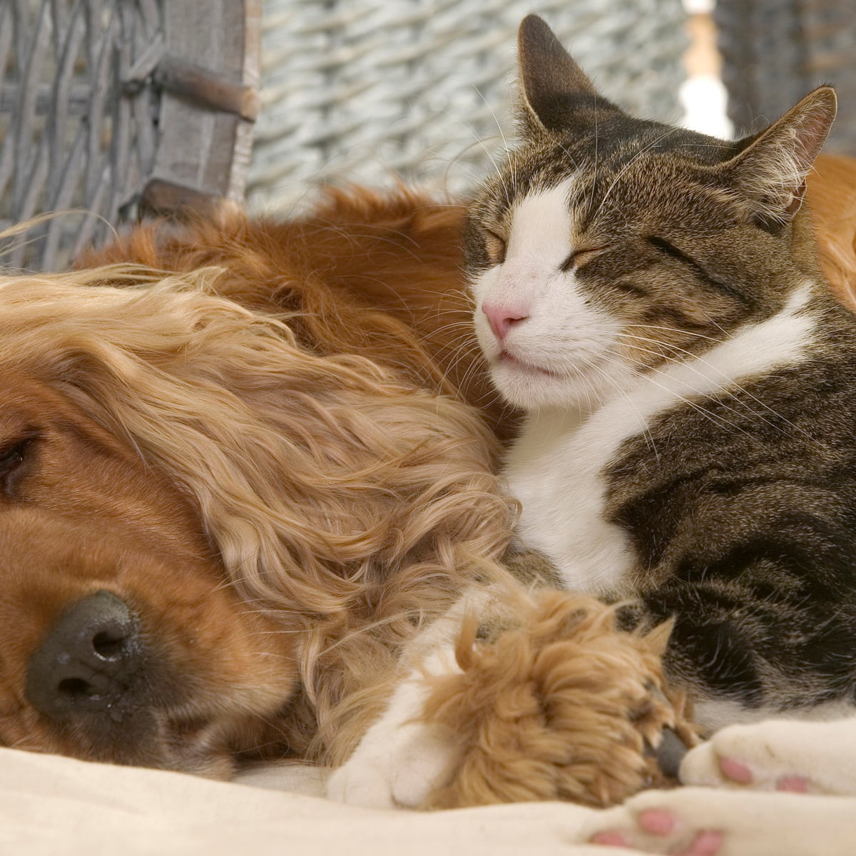 Pets At Home Do Cats And Dogs Really Fight Like Cats And Dogs Animal Behaviour The Guardian