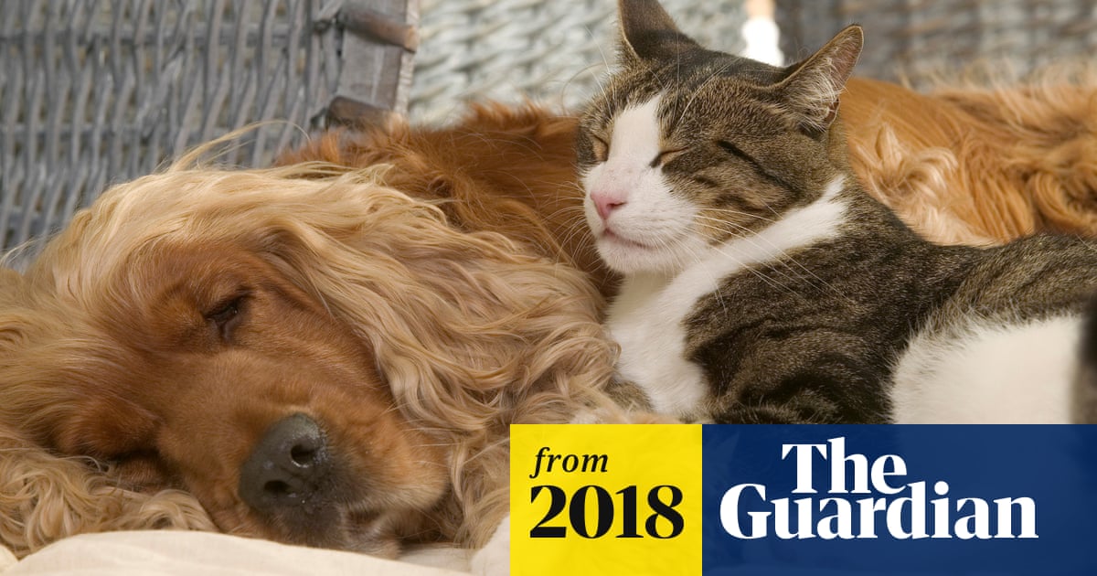 Pets at home: do cats and dogs really fight like cats and dogs? | Animal  behaviour | The Guardian