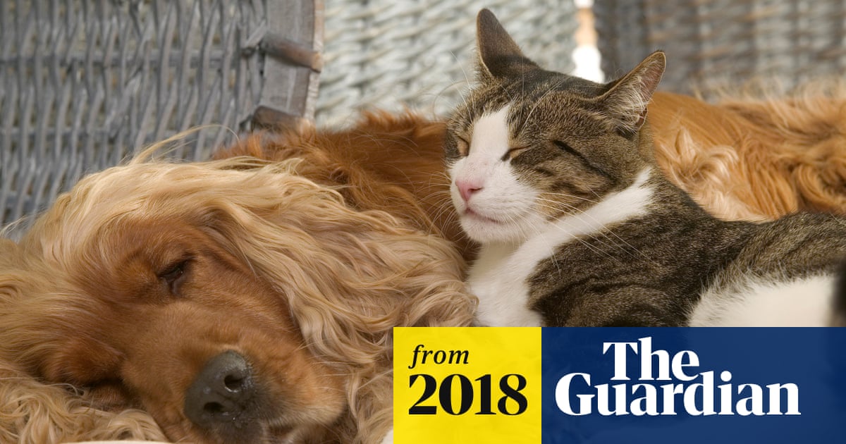 Why Do Dogs Not Like Cats: Surprising Reasons Explained