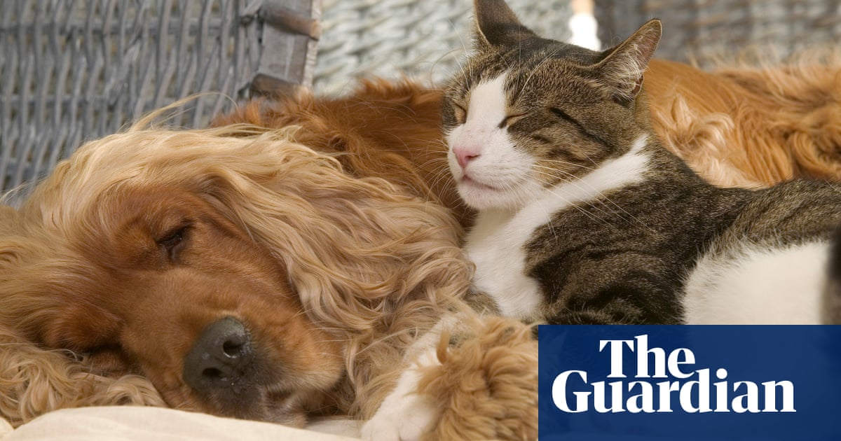Pets at home: do cats and dogs really fight like cats and ...