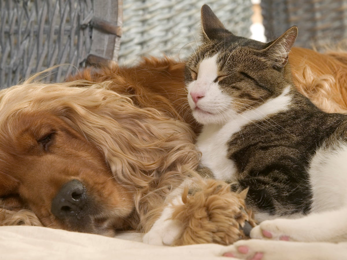 Pets at home: do cats and dogs really fight like cats and dogs ...