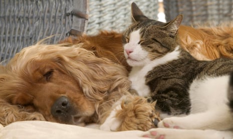 Cat and dog sleeping together.
