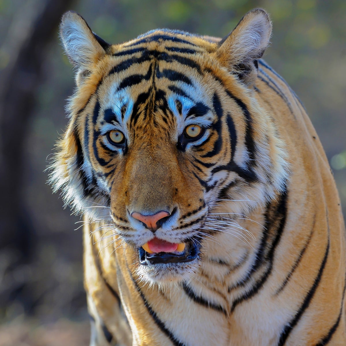 Calvin Klein fragrance could be used to lure killer tiger | India | The  Guardian
