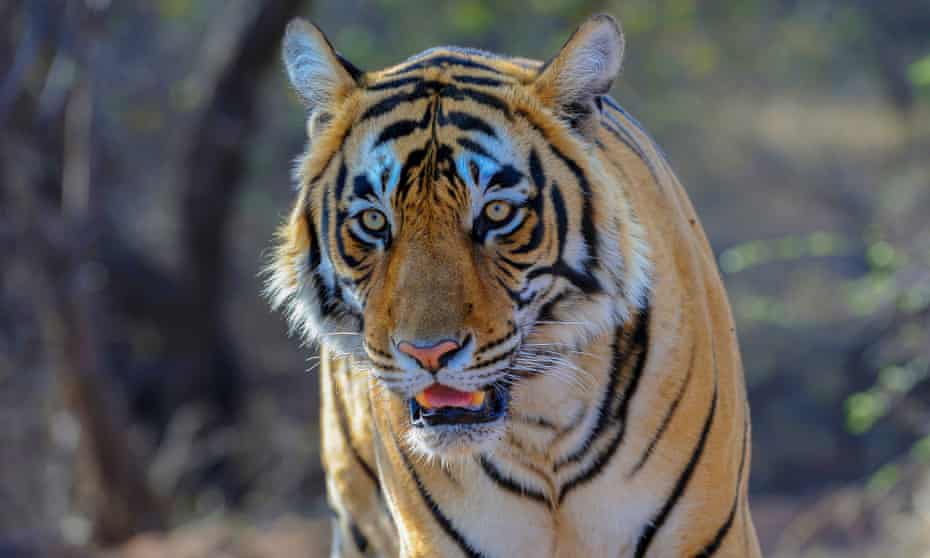 A tiger in India