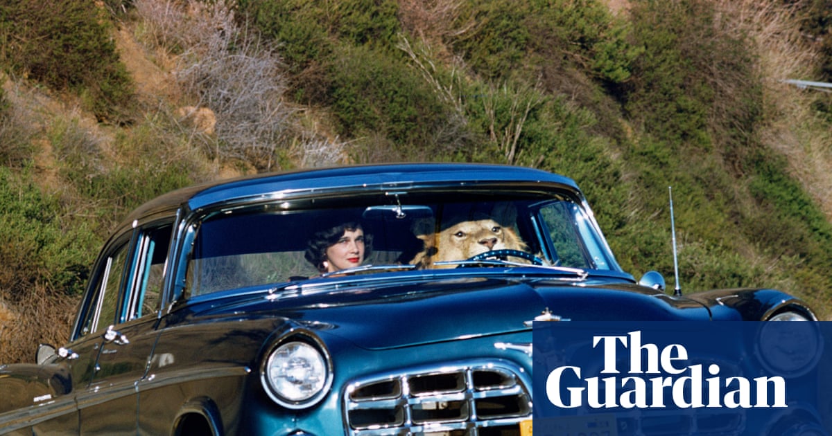 Is that a lion driving the car? Alluring images to buy in the Magnum Square Print Sale – in pictures