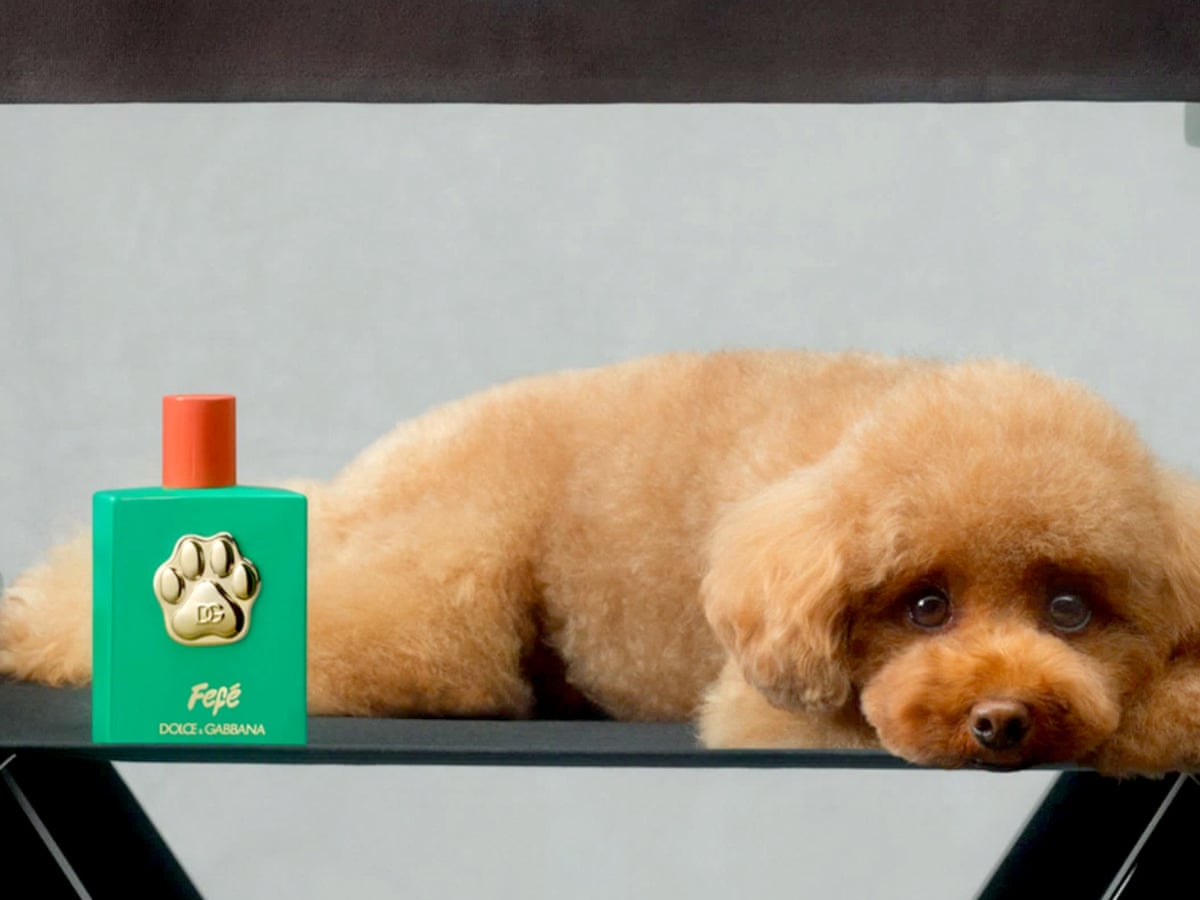dolce and gabbana golden retriever dress #DGFattoAMano: Dolce&Gabbana Satin Dress