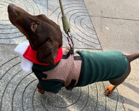 A dachsund wears a Christmassy outfit in Hyde Park