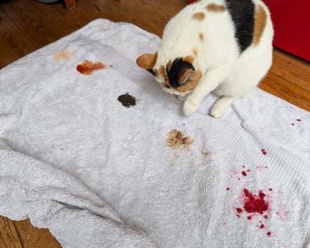 A white towel covered in test stains, with a cat sitting on it.