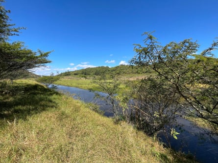 A tree hanging over a body of water surrounded by grass