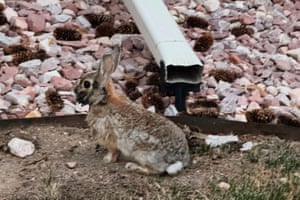 A rabbit with wart-like growths.