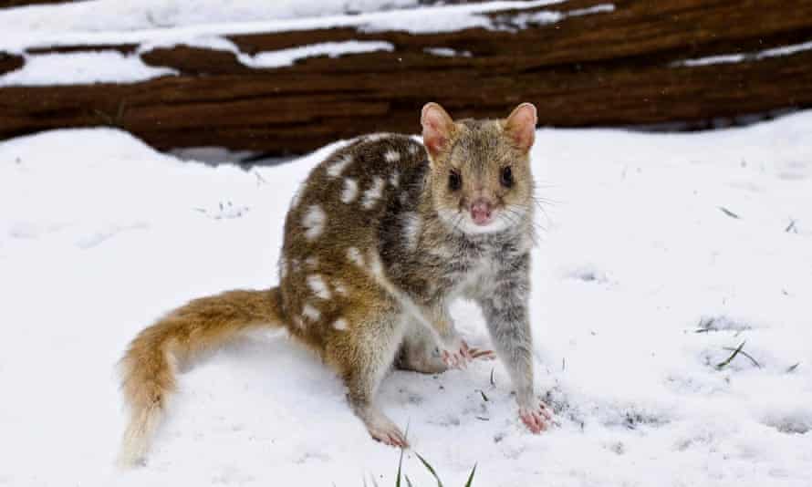 Eastern quoll, in the snow at the threatened native animal reserve Aussie Ark at Barrington Tops, NSW, Australia