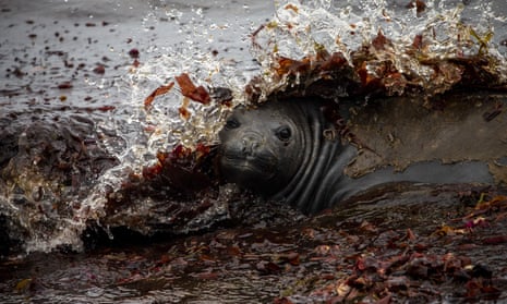Elephant seal lying on shore surrounded by water and seaweed