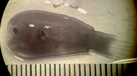 Discovered in the deep: the anglerfish with vampire-like sex lives | Oceans | The Guardian Discovered in the deep: the anglerfish with vampire-like sex lives | Oceans | The Guardian