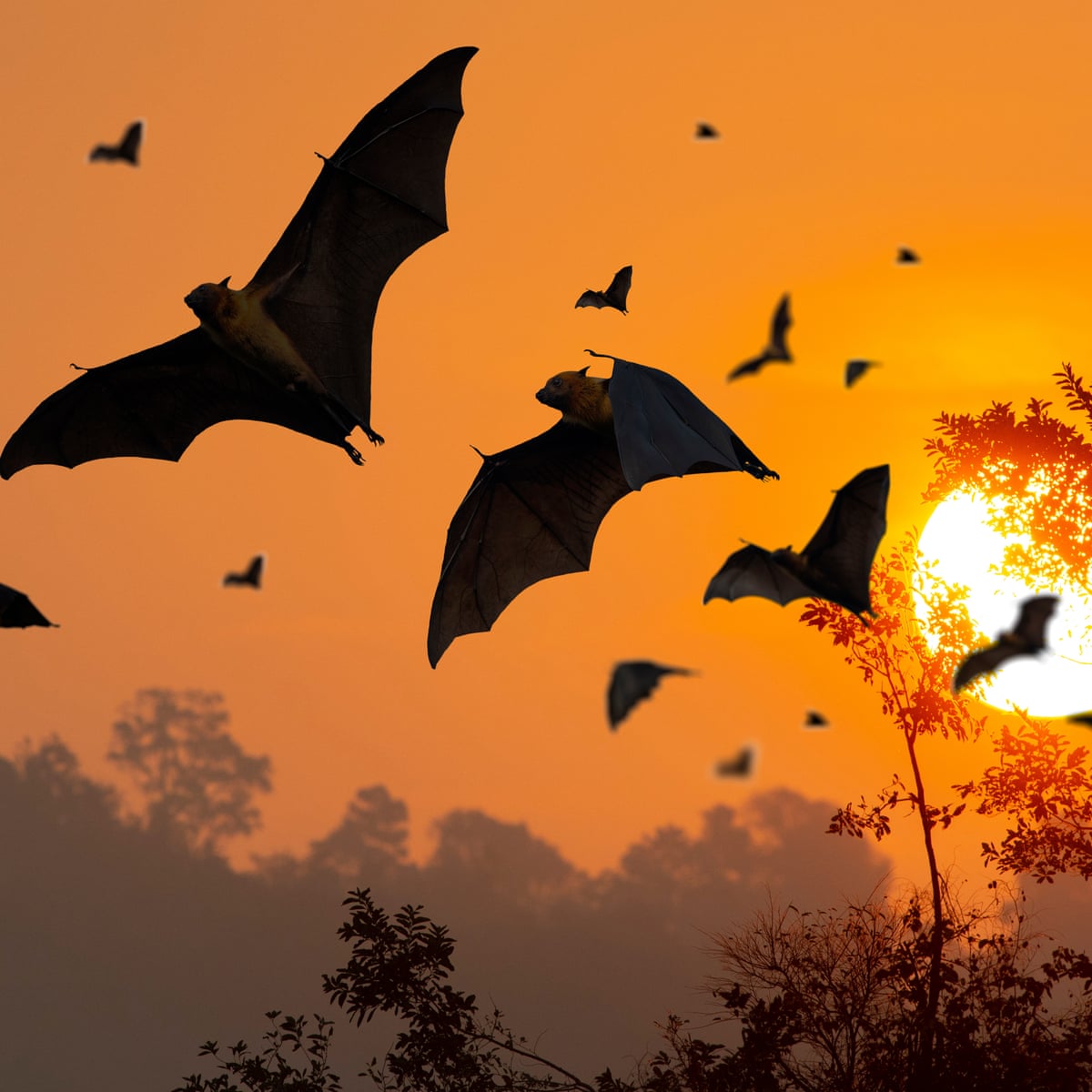 Why are (flying mammals) so much than (flightless mammals)? | | The Guardian