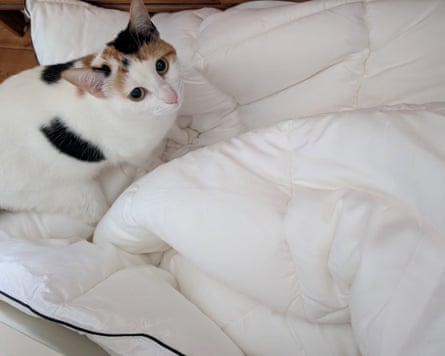 A cat on a white duvet