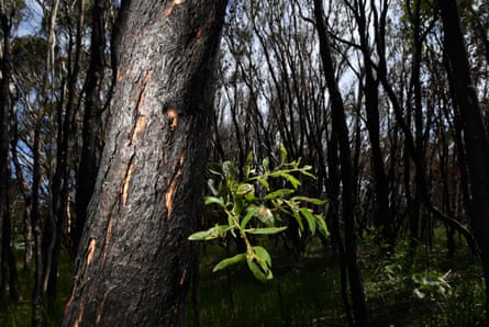 Green shoots sprouting from blackened, fire-affected trees at Peregian Beach, Queensland, Australia in January 2020.