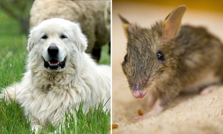 Zoos Victoria trials 'guardian dogs' to help protect endangered bandicoots from foxes