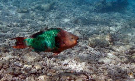 How did half of the great Florida coral reef system disappear?