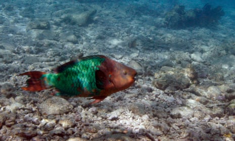 A parrotfish swims over a dead coral reef in the Florida Keys national marine sanctuary near Key West, Florida.