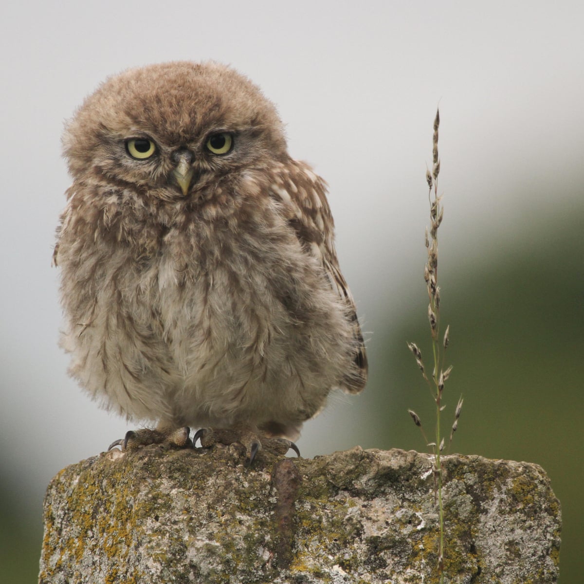 Birdwatch: owl be your baby tonight | Birdwatching | The Guardian