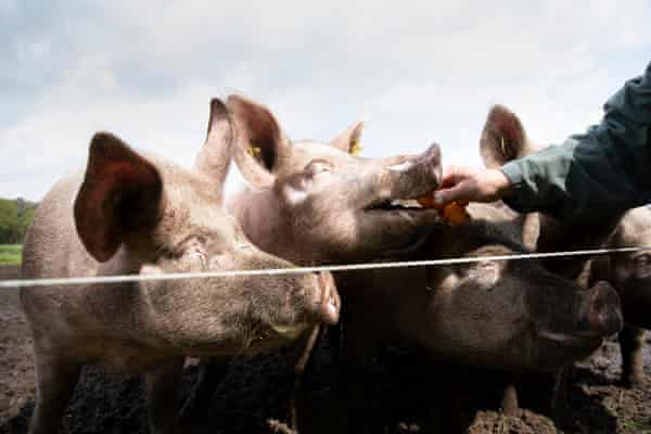 Kees Scheepens feeds pigs outside at his farm in Oirschot, the Netherlands.