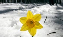 daffodil in Glenariffe Forest Park in County Antrim, Northern Ireland.