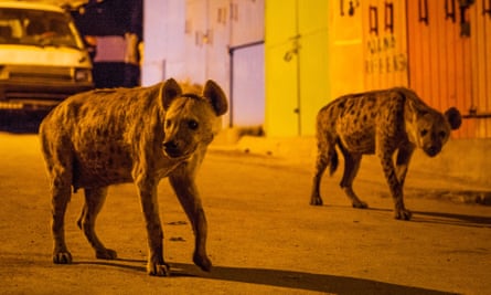 A pair of spotted hyenas on the streets of Harar in Ethiopia.