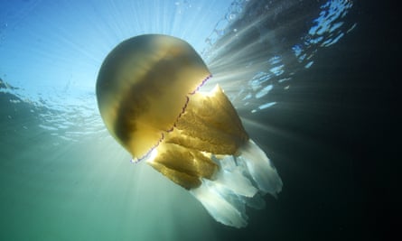 Barrel jellyfish at Swanage Pier .