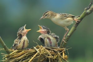 A Zitting cisticola or streaked fantail warbler seen feeding to her baby chicks in Padang, Indonesia