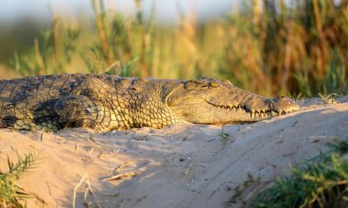 Get Obituary The Rev Canaan Banana World News The Guardian Desktop Wallpaper Get Wallpaper Obituary The Rev Canaan Banana World News The Guardian For Android