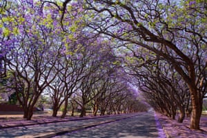 Blooming jacaranda trees in Harare, Zimbabwe.