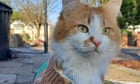 'We are refugees now, even our cat': a Kherson mother's UK diary