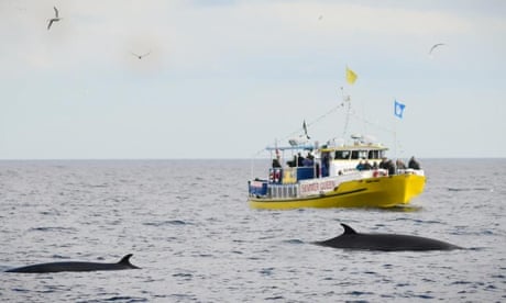 Whitby Whale Watching’s Summer Queen boat with minke whale nearby