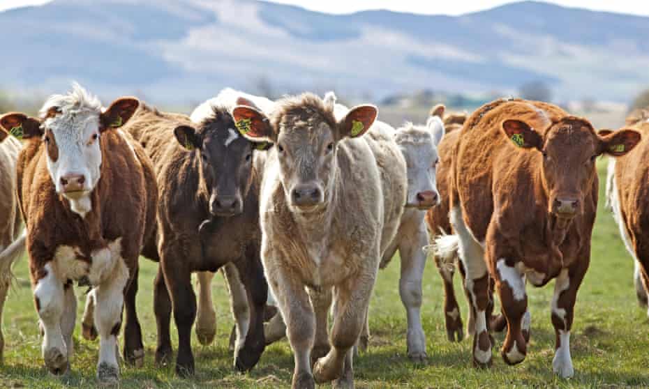 Small group of cattle are seen in a field.