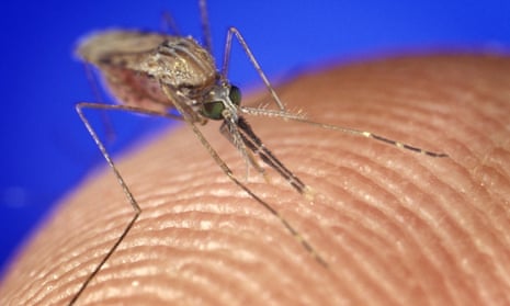 Mosquito feeding on human blood