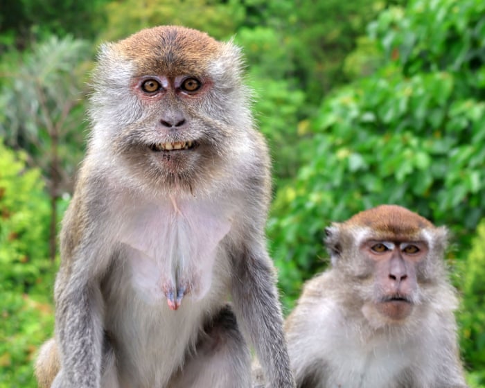 Week in wildlife: a bookworm bear, an angelic spider and a bald hedgehog