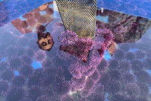 A container at the lab holds hundreds of live purple urchins harvested from the Mendocino county coast.
