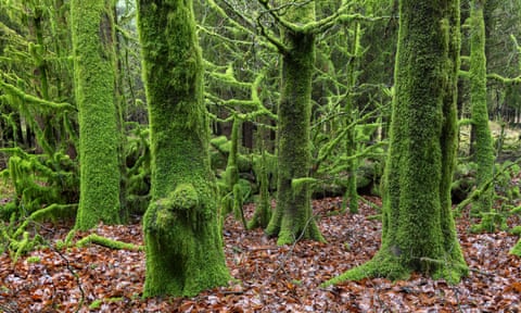 Moss-covered trees in Devon, England.