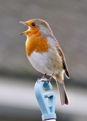 A European robin perches on top of a washing line to sing on a dull morning in the countryside in Berkshire, UK