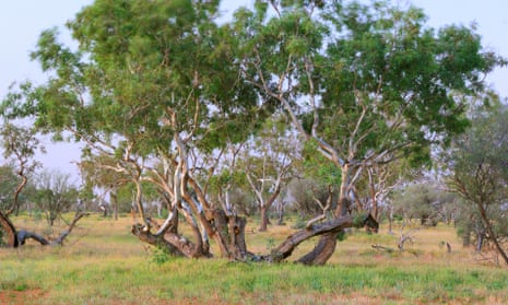 Coolibah trees in the northern Simpson desert, south-west Queensland. 