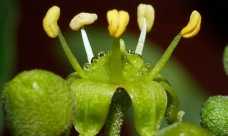 Gouttelettes de nectar au centre d'un fleuron de lierre.